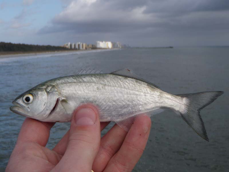 Bluefish MNbowfinangler